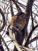 🇵🇱 Spacer regeneracyjny 🚶/ 🇬🇧 Recovery walk 🚶: April 13 2026