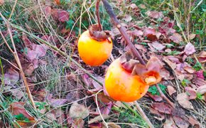 The Last Call... My Actifit Report Card: December 12 2020