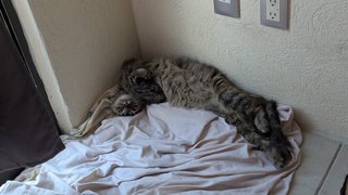 My Actifit Report Card: March 11 2026