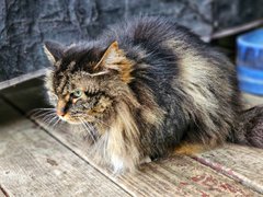 My Actifit Report Card: March 26 2026