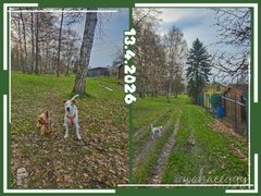 [EN/CZ] My Actifit Report Card: April 13 2026