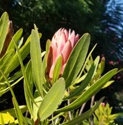 Richmond Park orchid promise : April 13 2026