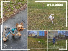 [EN/CZ] My Actifit Report Card: March 21 2026