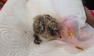 Higher heart rate than planned... my training diary entry from April 14 2026