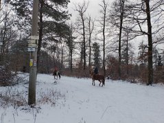 My Actifit Report Card: February 17 2026