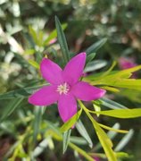 Lyrebird Gully walk for one orchid : April 7 2026