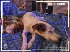 [EN/CZ] My Actifit Report Card: March 25 2026