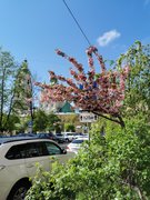 My Actifit Report Card: May 29 2022