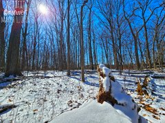 My Actifit Report Card: March 1 2026