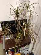 My Actifit Report Card: March 21 2026