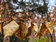 Beaujolais Nouveau! - My Actifit Report Card: November 20 2025