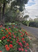 Meadow flowers down Yannaki and Shallow Inlet way : March 21 2026