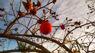 The Last Call... My Actifit Report Card: December 12 2020