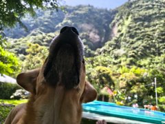 Chill over steps. My Actifit diary: April 2 2026