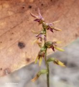 Orchids galore near Captains Flat and Mangarlowe : March 23 2026