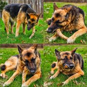 My Actifit Report Card: April 12 2026