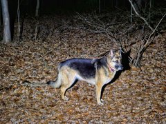 My Actifit Report Card: March 12 2026