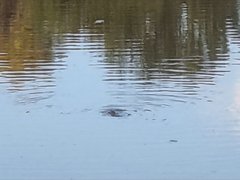 My Actifit Report Card: March 22 2026