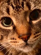 “Can You See Me Now!”😇 My Actifit Report Card: March 25 2026