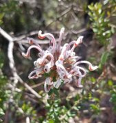 Unplanned visit to West Head - new season orchids found : April 8 2026