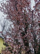 My Actifit Report Card: March 12 2026