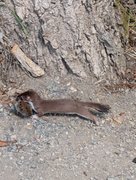 Photos from a busy day. My Actifit Report Card: June 9 2025