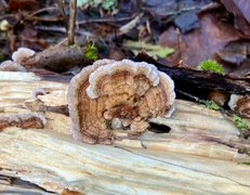 Things Are Looking Up! 😁…….My Actifit Report Card: March 19 2026