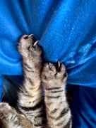 Slice And Dice! 🙀………..My Actifit Report Card: March 31 2026