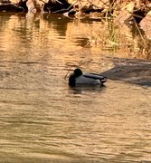 When I Got To Work……..My Actifit Report Card: April 1 2026