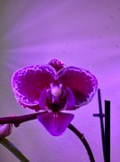 Happy Friday Eve! 😁………My Actifit Report Card: April 2 2026