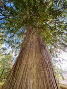 We Grow ‘Em BIG Here!……..My Actifit Report Card: April 6 2026