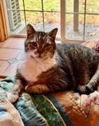 Frog-urday?! 🐸…….. My Actifit Report Card: April 11 2026