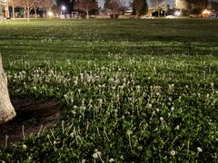 Dandelions - My Actifit Report Card: March 3 2026