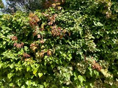 Back  to business | My Actifit Report Card: September 25 2024 [Eng][Esp]