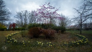 Technology and Spring Signs - My Actifit Report Card: March 25th, 2026