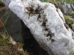 My Actifit Report Card: March 24 2026