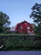 Red ivy on Munkkaniemi house