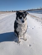 The Snow Is Back On The Ground! But the Sun Is Out With The PDG's Today! My Actifit Report Card: January 25 2026