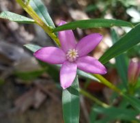 Lyrebird Gully walk for one orchid : April 7 2026