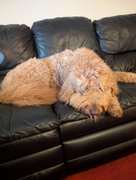 I'm not fat.  I'm fluffy.  My Actifit Report Card: April 14 2026