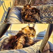 My Actifit Report Card: April 7 2026