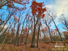 My Actifit Report Card: November 22 2025