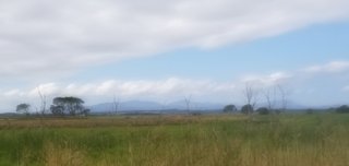 Meadow flowers down Yannaki and Shallow Inlet way : March 21 2026