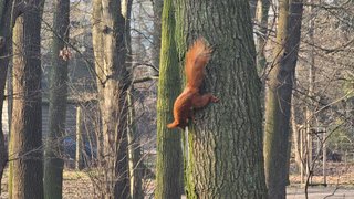 A Quiet Walk and an Unexpected Squirrel Encounter / My Actifit Report Card: March 22 2026