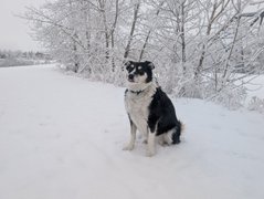 Dog Walk! Winter Wonderland! My Actifit Report Card: January 3 2026