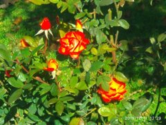 My Actifit Report Card: December 11 2019