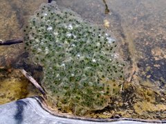 My Actifit Report Card: April 13 2026