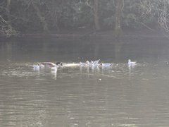 A Quacking Spring 💦🦢💦