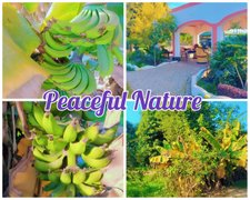 When nature Speaks, Just Listen. Cuando la naturaleza habla, simplemente escucha.