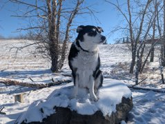 The Snow Is Back On The Ground! But the Sun Is Out With The PDG's Today! My Actifit Report Card: January 25 2026